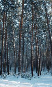 Preview wallpaper forest, snow, pines, trees, coniferous, winter