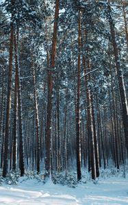 Preview wallpaper forest, snow, pines, trees, coniferous, winter