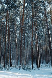 Preview wallpaper forest, snow, pines, trees, coniferous, winter