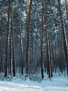 Preview wallpaper forest, snow, pines, trees, coniferous, winter