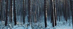 Preview wallpaper forest, snow, pines, trees, coniferous, winter