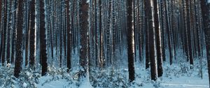 Preview wallpaper forest, snow, pines, trees, coniferous, winter