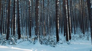 Preview wallpaper forest, snow, pines, trees, coniferous, winter