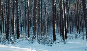 Preview wallpaper forest, snow, pines, trees, coniferous, winter