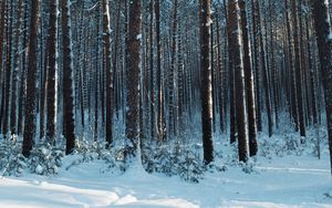 Preview wallpaper forest, snow, pines, trees, coniferous, winter