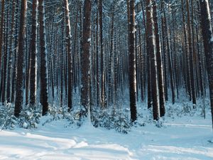 Preview wallpaper forest, snow, pines, trees, coniferous, winter