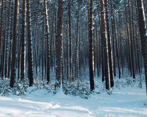 Preview wallpaper forest, snow, pines, trees, coniferous, winter