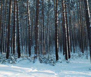 Preview wallpaper forest, snow, pines, trees, coniferous, winter