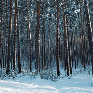 Preview wallpaper forest, snow, pines, trees, coniferous, winter