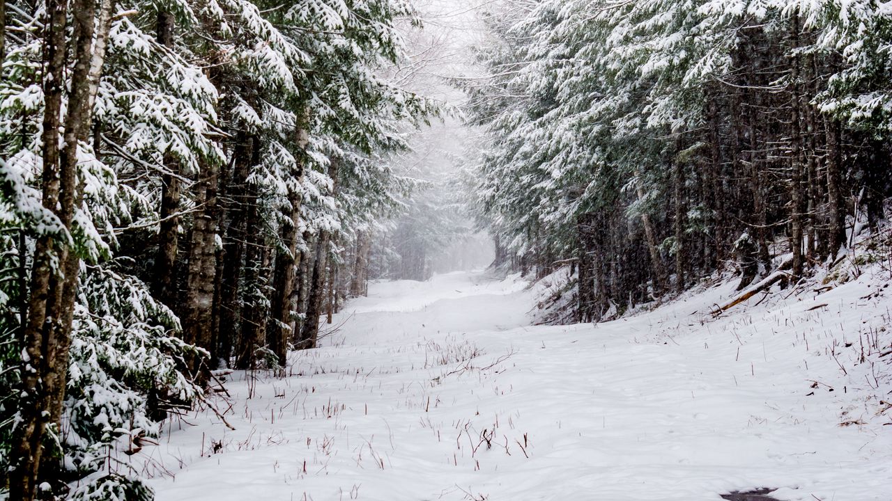 Wallpaper forest, snow, road, trees, winter