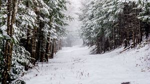 Preview wallpaper forest, snow, road, trees, winter