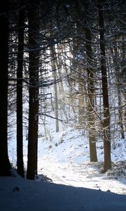 Preview wallpaper forest, snow, shadow, dusk, winter