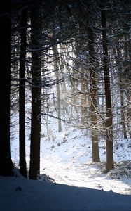 Preview wallpaper forest, snow, shadow, dusk, winter