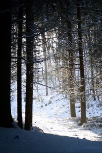 Preview wallpaper forest, snow, shadow, dusk, winter
