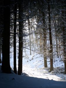 Preview wallpaper forest, snow, shadow, dusk, winter