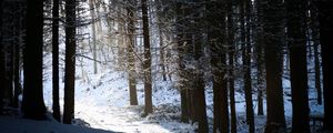 Preview wallpaper forest, snow, shadow, dusk, winter