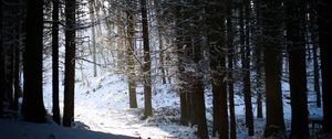 Preview wallpaper forest, snow, shadow, dusk, winter
