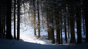 Preview wallpaper forest, snow, shadow, dusk, winter