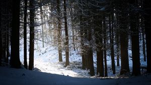 Preview wallpaper forest, snow, shadow, dusk, winter