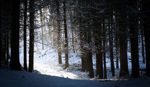 Preview wallpaper forest, snow, shadow, dusk, winter