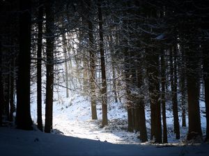 Preview wallpaper forest, snow, shadow, dusk, winter