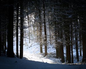 Preview wallpaper forest, snow, shadow, dusk, winter