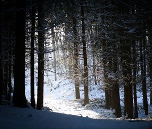 Preview wallpaper forest, snow, shadow, dusk, winter