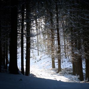 Preview wallpaper forest, snow, shadow, dusk, winter