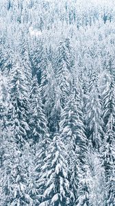 Preview wallpaper forest, snow, spruce, trees, winter