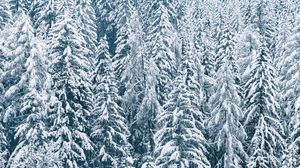 Preview wallpaper forest, snow, spruce, trees, winter