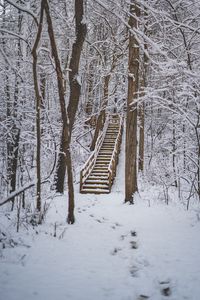 Preview wallpaper forest, snow, stairs, trees, nature