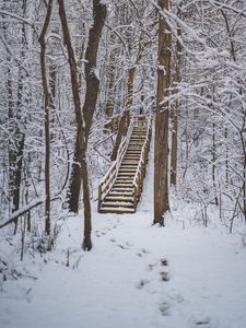 Preview wallpaper forest, snow, stairs, trees, nature