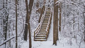 Preview wallpaper forest, snow, stairs, trees, nature