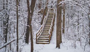 Preview wallpaper forest, snow, stairs, trees, nature