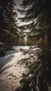 Preview wallpaper forest, snow, sunbeams, spruce