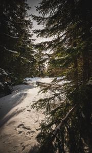 Preview wallpaper forest, snow, sunbeams, spruce