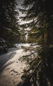 Preview wallpaper forest, snow, sunbeams, spruce