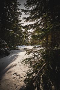 Preview wallpaper forest, snow, sunbeams, spruce