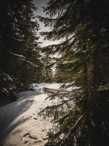 Preview wallpaper forest, snow, sunbeams, spruce