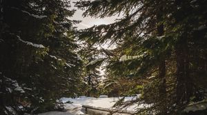 Preview wallpaper forest, snow, sunbeams, spruce