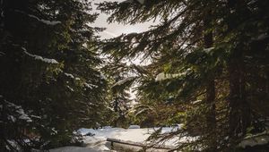 Preview wallpaper forest, snow, sunbeams, spruce