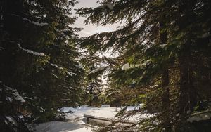 Preview wallpaper forest, snow, sunbeams, spruce