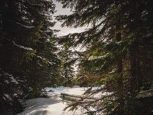 Preview wallpaper forest, snow, sunbeams, spruce