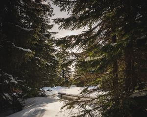 Preview wallpaper forest, snow, sunbeams, spruce