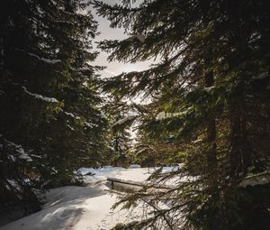 Preview wallpaper forest, snow, sunbeams, spruce