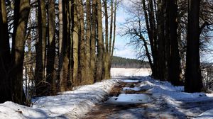 Preview wallpaper forest, snow, trail, trees, spring