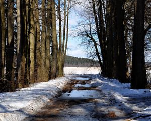 Preview wallpaper forest, snow, trail, trees, spring