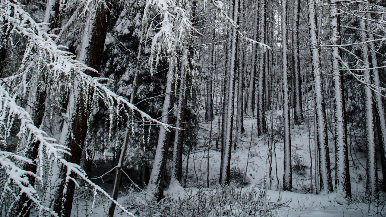 Wallpaper forest, snow, trees, snowy, winter