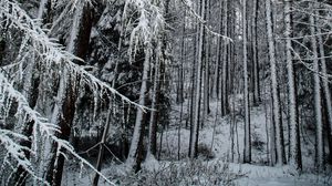Preview wallpaper forest, snow, trees, snowy, winter
