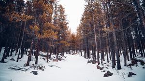 Preview wallpaper forest, snow, trees, winter, nature